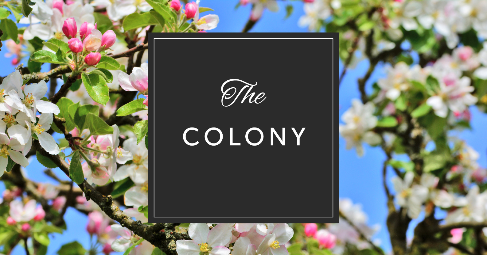 the-colony-update_news The Colony Charlotte NC